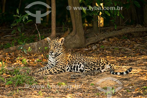  Assunto: Onça pintada (Panthera onca) no pantanal / Local: Mato Grosso (MT) - Brasil / Data: 10/2012 