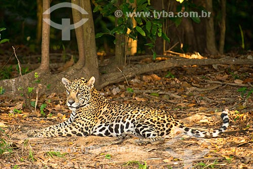  Assunto: Onça pintada (Panthera onca) no pantanal / Local: Mato Grosso (MT) - Brasil / Data: 10/2012 