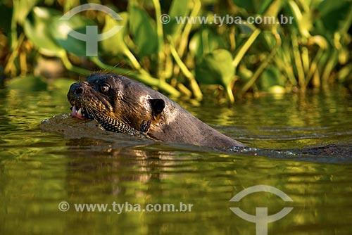  Assunto: Ariranha (Pteronura brasiliensis) - também conhecido como onça-dágua, lontra-gigante ou lobo-do-rio - no Estrada Parque Pantanal / Local: Corumbá - Mato Grosso do Sul (MS) - Brasil / Data: 10/2012 