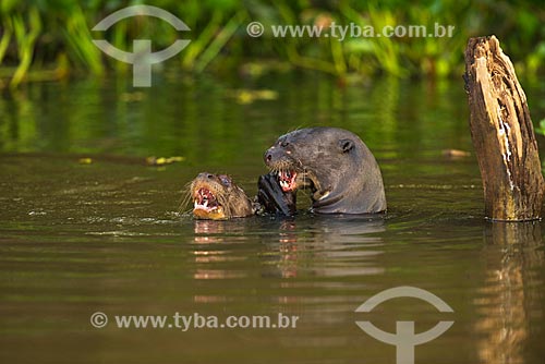  Assunto: Ariranha (Pteronura brasiliensis) - também conhecido como onça-dágua, lontra-gigante ou lobo-do-rio - no Estrada Parque Pantanal / Local: Corumbá - Mato Grosso do Sul (MS) - Brasil / Data: 10/2012 