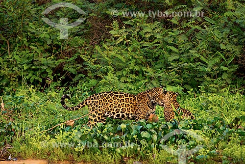  Assunto: Onça pintada (Panthera onca) com seus filhotes no pantanal / Local: Mato Grosso (MT) - Brasil / Data: 10/2012 
