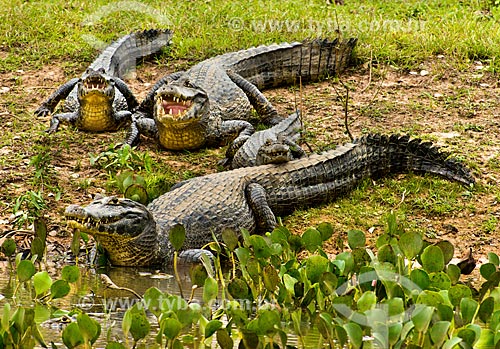  Assunto: Jacarés-do-pantanal (caiman crocodilus yacare) - também conhecido como Jacaré-do-paraguai / Local: Poconé - Mato Grosso (MT) - Brasil / Data: 10/2012 