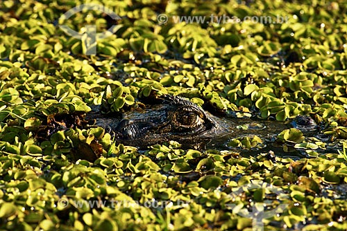  Assunto: Jacarés-do-pantanal (caiman crocodilus yacare) - também conhecido como Jacaré-do-paraguai / Local: Poconé - Mato Grosso (MT) - Brasil / Data: 10/2012 