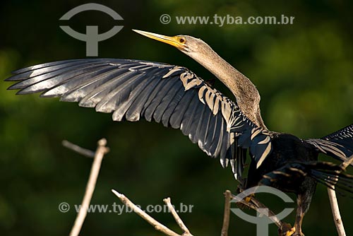  Assunto: Biguatinga (Anhinga anhinga) - também conhecido como carará, anhinga, meuá, muiá ou mergulhão-serpente - no Pantanal / Local: Mato Grosso (MT) - Brasil / Data: 10/2012 
