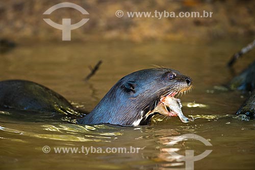  Assunto: Ariranha (Pteronura brasiliensis) - também conhecido como onça-dágua, lontra-gigante ou lobo-do-rio - comendo uma Piranha / Local: Corumbá - Mato Grosso do Sul (MS) - Brasil / Data: 10/2012 