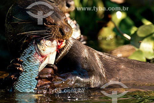  Assunto: Ariranha (Pteronura brasiliensis) - também conhecido como onça-dágua, lontra-gigante ou lobo-do-rio - comendo peixe / Local: Corumbá - Mato Grosso do Sul (MS) - Brasil / Data: 10/2012 