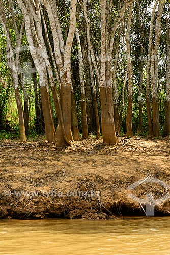  Assunto: Marca da água nas árvores, indicando o nível do Rio Cuiabá na época de cheia / Local: Mato Grosso (MT) - Brasil / Data: 10/2012 