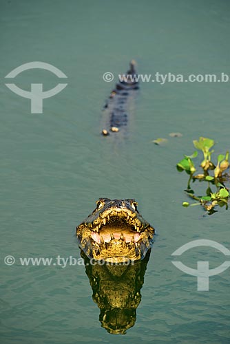  Assunto: Jacarés-do-pantanal (caiman crocodilus yacare) - também conhecido como Jacaré-do-paraguai - no Estrada Parque Pantanal / Local: Corumbá - Mato Grosso do Sul (MS) - Brasil / Data: 10/2012 