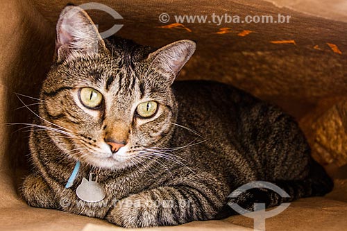  Assunto: Gato doméstico (Felis catus)  / Local: Florianópolis - Santa Catarina (SC) - Brasil / Data: 10/2013 