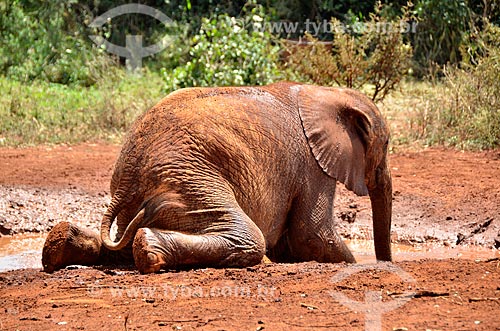  Assunto: Elefante africano (Loxodonta africana) orfãos do Projeto da ONG The David Sheldrick Wildlife Trust no Parque Nacional de Nairobi / Local: Nairobi - Quênia - África / Data: 09/2012 