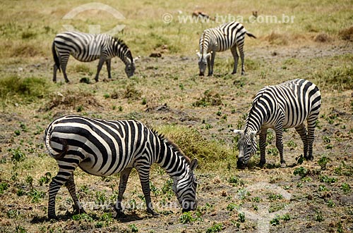  Assunto: Zebras no Parque Nacional de Amboseli / Local: Vale do Rift - Quênia - África / Data: 09/2012 