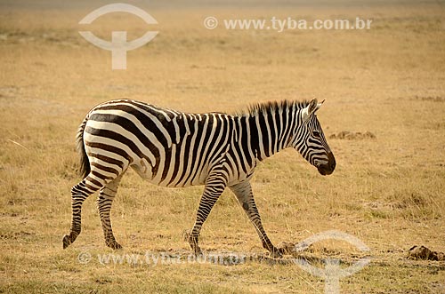  Assunto: Zebra no Parque Nacional de Amboseli / Local: Vale do Rift - Quênia - África / Data: 09/2012 