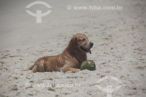  Assunto: Cachorro na Praia da Barra da Tijuca / Local: Barra da Tijuca - Rio de Janeiro (RJ) - Brasil / Data: 11/2013 