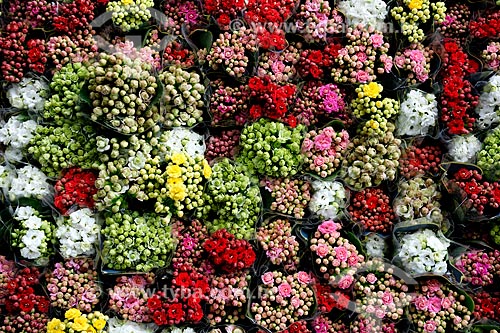  Vasos de Calandivas (Kalanchoe blossfeldiana) - também conhecida como flor do papai ou flor da fortuna - à venda no Centro de Abastecimento do Estado da Guanabara (CADEG)  - Rio de Janeiro - Rio de Janeiro - Brasil