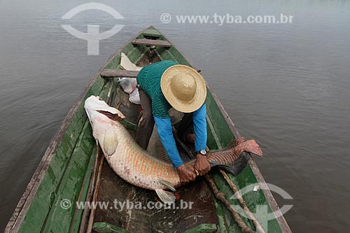  Assunto: Pesca do Pirarucu (Arapaima gigas) / Local: Maraã - Amazonas (AM) - Brasil / Data: 11/2013 