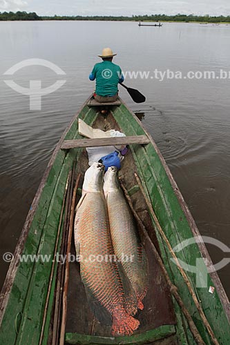  Assunto: Pesca do Pirarucu (Arapaima gigas) / Local: Maraã - Amazonas (AM) - Brasil / Data: 11/2013 