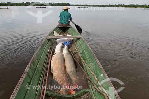  Assunto: Pesca do Pirarucu (Arapaima gigas) / Local: Maraã - Amazonas (AM) - Brasil / Data: 11/2013 