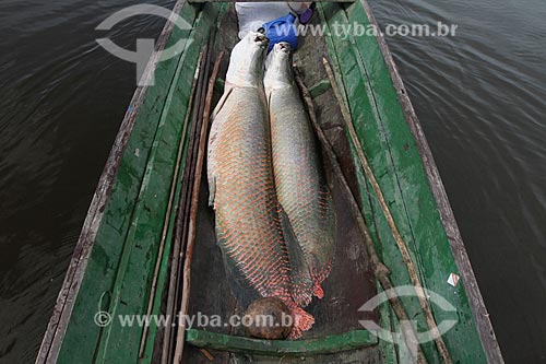  Assunto: Pesca do Pirarucu (Arapaima gigas) / Local: Maraã - Amazonas (AM) - Brasil / Data: 11/2013 