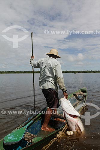  Assunto: Pesca do Pirarucu (Arapaima gigas) / Local: Maraã - Amazonas (AM) - Brasil / Data: 11/2013 