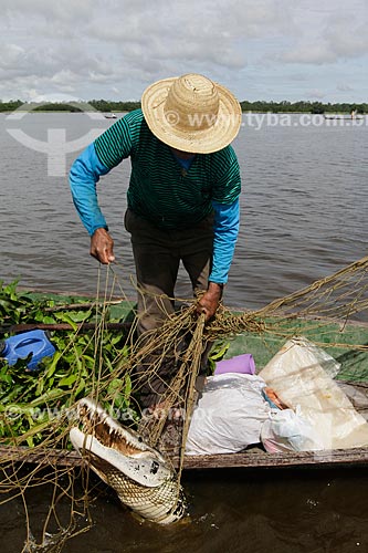  Assunto: Jacaré capturado numa rede de pescadores / Local: Maraã - Amazonas (AM) - Brasil / Data: 11/2013 