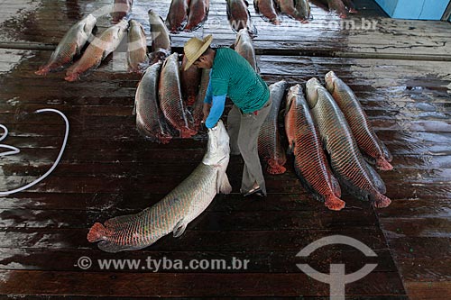  Assunto: Pesca do Pirarucu (Arapaima gigas) / Local: Maraã - Amazonas (AM) - Brasil / Data: 11/2013 