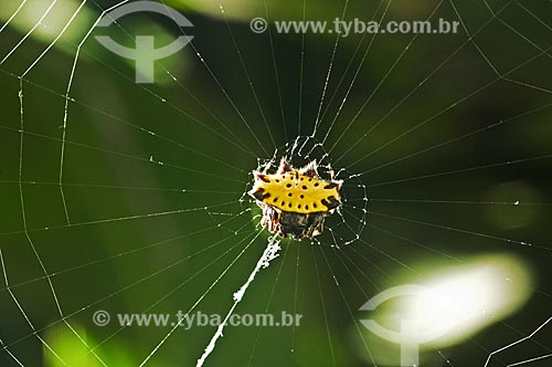  Assunto: Vista de aranha Gasteracantha cancriformis / Local: Pendotiba - Niterói - Rio de Janeiro (RJ) - Brasil / Data: 09/2013 