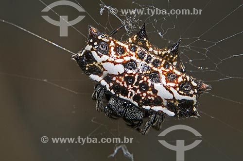  Assunto: Detalhe de aranha na teia / Local: Pendotiba - Niterói - Rio de Janeiro (RJ) - Brasil / Data: 08/2013 