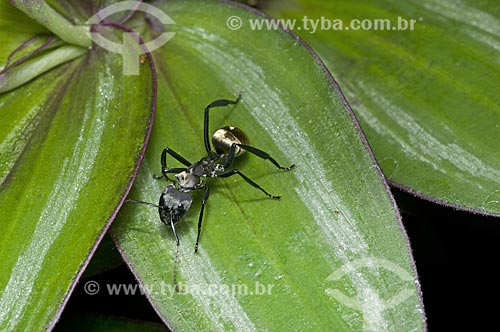  Assunto: Formiga-dourada (Camponotus sericeiventris) / Local: Pendotiba - Niterói - Rio de Janeiro (RJ) - Brasil / Data: 10/2013 