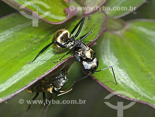  Assunto: Formiga-dourada (Camponotus sericeiventris) / Local: Pendotiba - Niterói - Rio de Janeiro (RJ) - Brasil / Data: 10/2013 