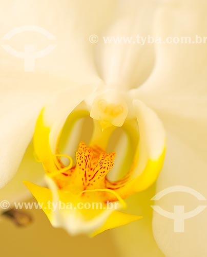  Assunto: Detalhe de Orquídea / Local: Dubai - Emirados Árabes Unidos - Ásia / Data: 04/2013 