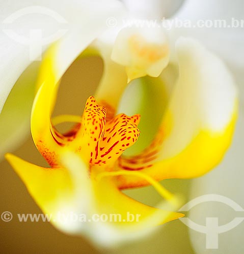  Assunto: Detalhe de Orquídea / Local: Dubai - Emirados Árabes Unidos - Ásia / Data: 04/2013 