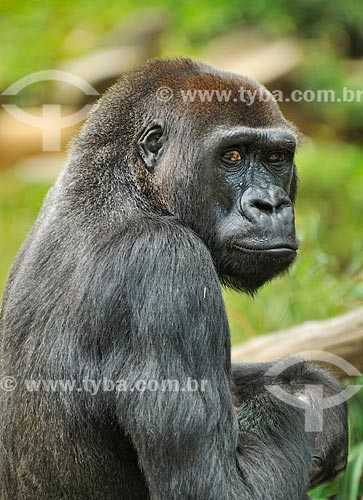  Assunto: Gorila no Zoológico Nacional do Smithsonian / Local: Washigton DC - Estados Unidos da América (EUA) - América do Norte / Data: 08/2013 