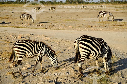  Assunto: Zebras pastando no Parque Nacional de Amboseli / Local: Vale do Rift - Quênia - África / Data: 09/2012 