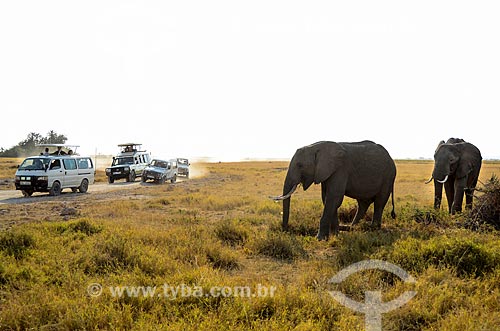  Assunto: Vans com turistas observando elefantes no Parque Nacional de Amboseli / Local: Vale do Rift - Quênia - África / Data: 09/2012 