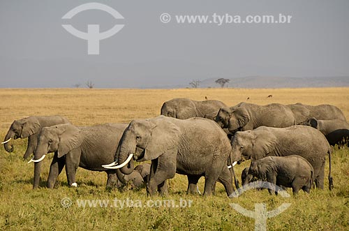  Assunto: Elefantes no Parque Nacional de Amboseli / Local: Vale do Rift - Quênia - África / Data: 09/2012 