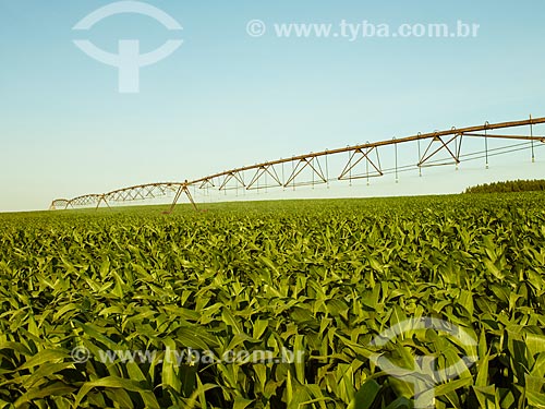  Assunto: Irrigação de plantação de milho / Local: Holambra - São Paulo (SP) - Brasil / Data: 12/2013 