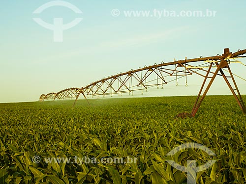  Assunto: Irrigação de plantação de milho / Local: Holambra - São Paulo (SP) - Brasil / Data: 12/2013 