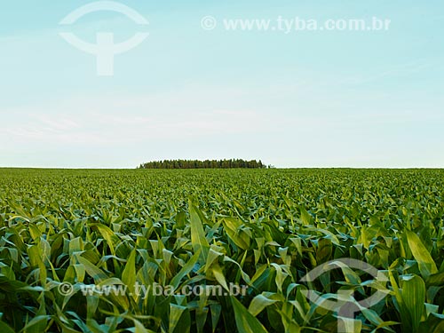  Assunto: Vista geral de plantação de milho / Local: Holambra - São Paulo (SP) - Brasil / Data: 12/2013 