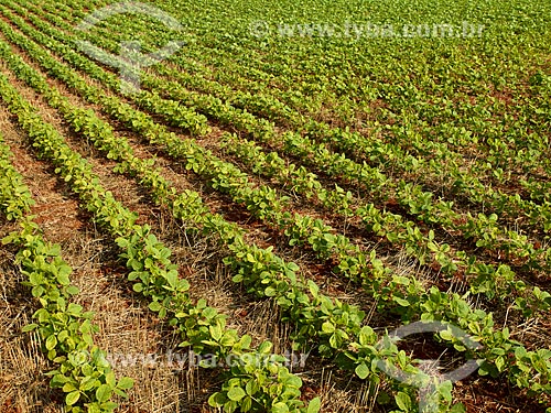  Assunto: Plantação de soja / Local: Holambra - São Paulo (SP) - Brasil / Data: 12/2013 