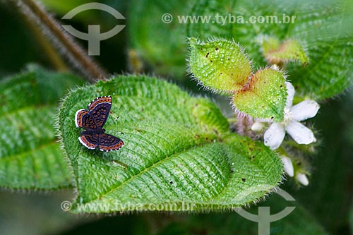  Assunto: Vista de borboleta pousando em planta no campo / Local: Distrito Vista Alegre do Abunã - Porto Velho - Rondônia (RO) - Brasil / Data: 02/2013 