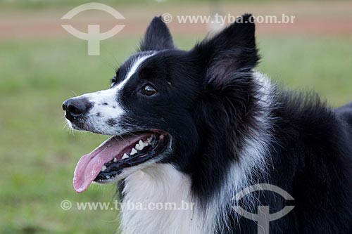  Assunto: Cachorro da raça border collie / Local: Porto Velho - Rondônia (RO) - Brasil / Data: 04/2013 