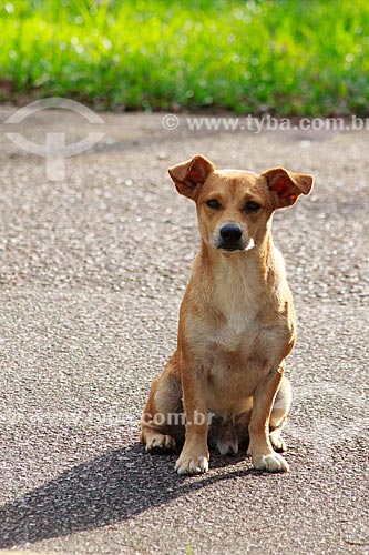  Assunto: Cão abandonado que vive na Usina Hidrelétrica de Samuel / Local: Candeias do Jamari - Rondônia (RO) - Brasil / Data: 11/2013 