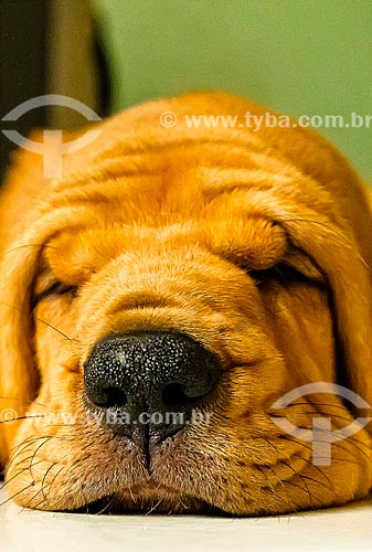  Assunto: Cachorro da raça bloodhound / Local: Porto Velho - Rondônia (RO) - Brasil / Data: 08/2013 