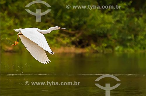  Assunto: Garça-branca-grande (Ardea alba) no Vale do Guaporé / Local: Rondônia (RO) - Brasil / Data: 08/2013 