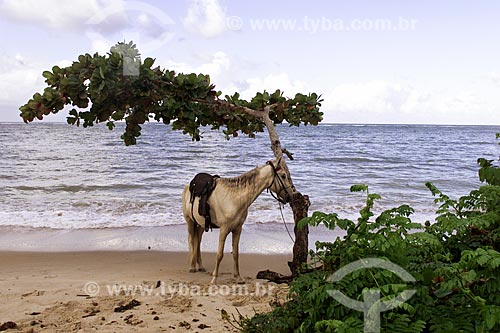  Assunto: Cavalo amarrado à árvore no litoral de Cairu / Local: Cairu - Bahia (BA) - Brasil / Data: 04/1991 