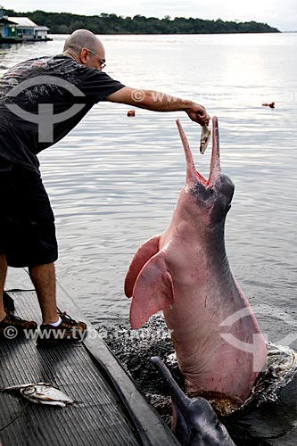  Assunto: Homem alimentando boto-cor-de-rosa (Inia geoffrensis) no Rio Negro / Local: Novo Airão - Amazonas (AM) - Brasil / Data: 03/2012 
