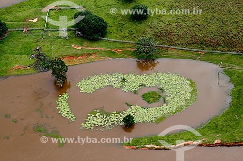  Assunto: Concentração de vitórias-régias (Victoria amazonica) às margens do Rio Madeira próximo à Porto Velho / Local: Porto Velho - Rondônia (RO) - Brasil / Data: 03/2012 