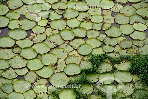  Assunto: Concentração de vitórias-régias (Victoria amazonica) às margens do Rio Madeira próximo à Porto Velho / Local: Porto Velho - Rondônia (RO) - Brasil / Data: 03/2012 