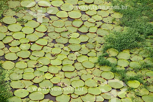  Assunto: Concentração de vitórias-régias (Victoria amazonica) às margens do Rio Madeira próximo à Porto Velho / Local: Porto Velho - Rondônia (RO) - Brasil / Data: 03/2012 