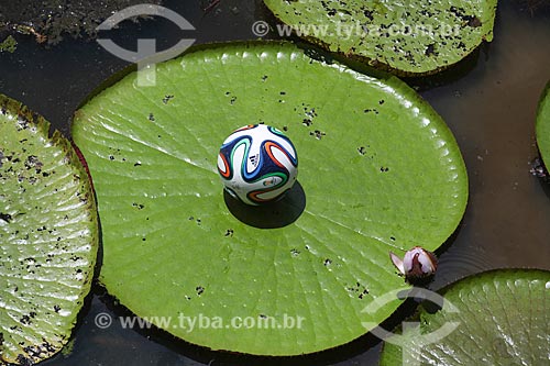  Assunto: Adidas Brazuca - bola de futebol oficial da Copa do Mundo FIFA de 2014 - sobre vitória-régia (Victoria amazonica) / Local: Amazonas (AM) - Brasil / Data: 01/2014 